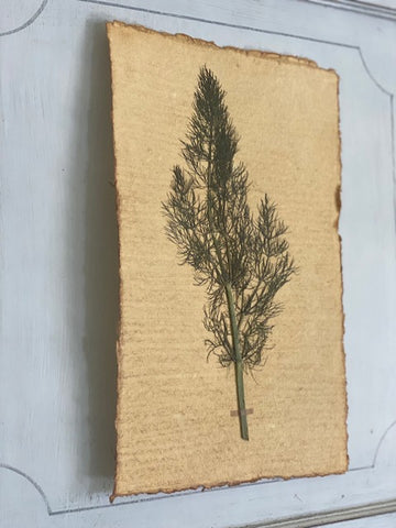 Fennel