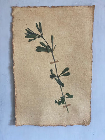 Cleavers