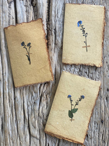 Forget me Nots
