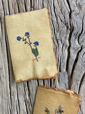 Forget me Not Flowers