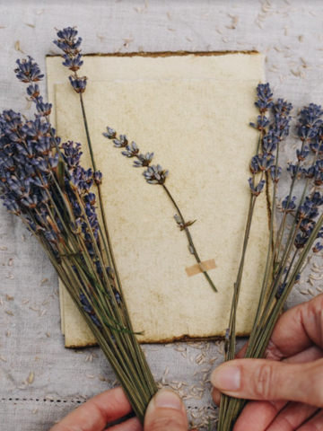 Lavender Sprigs