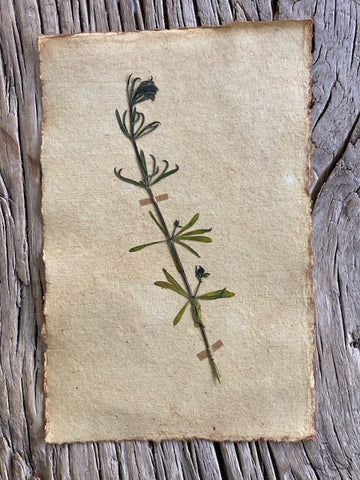 Cleavers