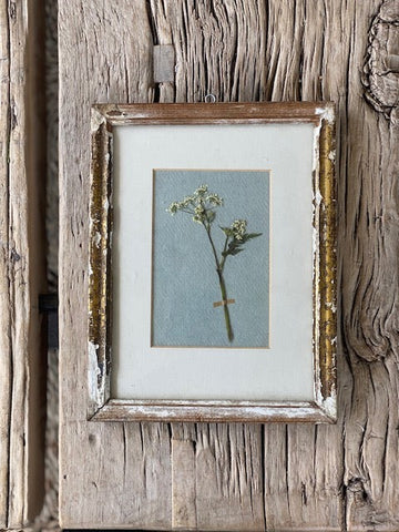 Framed Cow Parsley