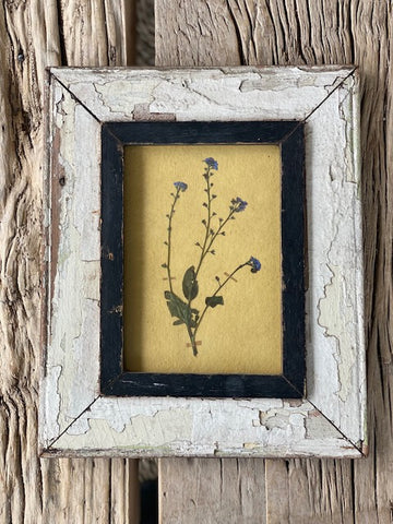 Framed Forget me Not