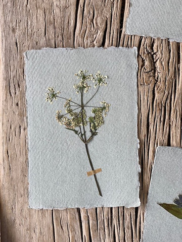 Small Cow Parsley