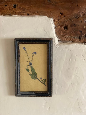 Framed Forget me Not