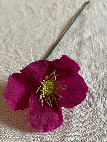 Deep Pink Paper Hellebore