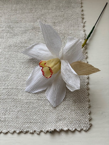 Paper Narcissus