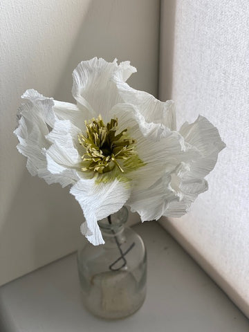 White Poppy