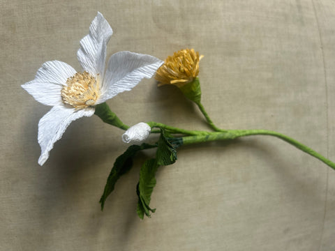 Wild Rose