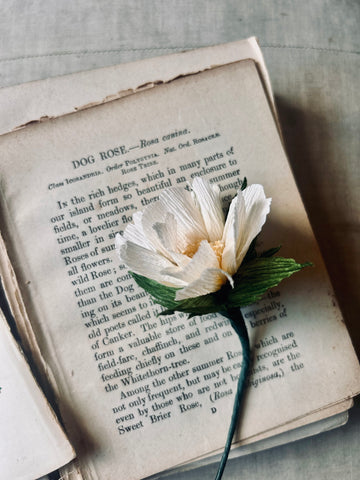 Wild Rose