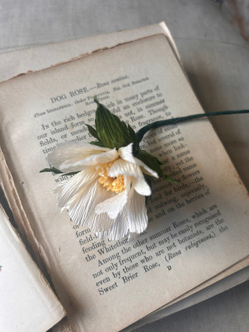 Wild Rose