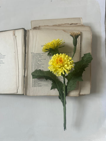 Dandelion