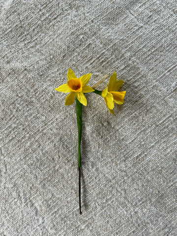 Miniature Narcissi