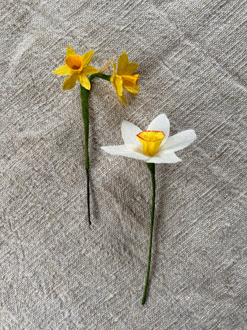 Miniature Narcissi