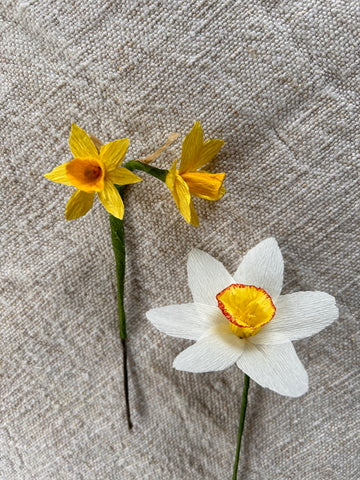 Miniature Narcissi