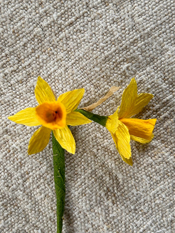 Miniature Narcissi