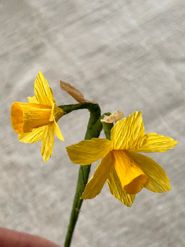 Miniature Narcissi