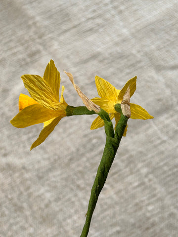 Miniature Narcissi