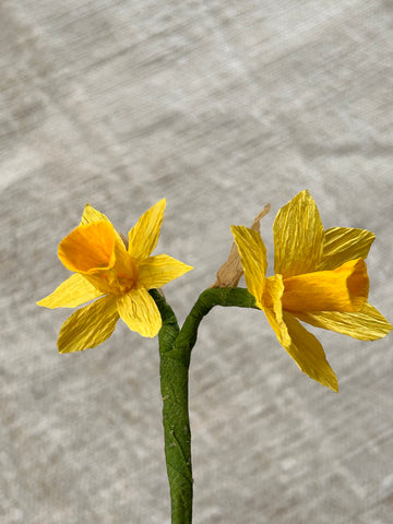 Miniature Narcissi