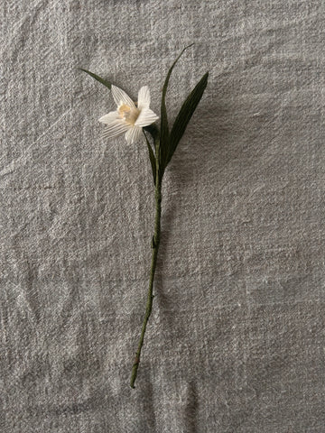 Miniature Paperwhite