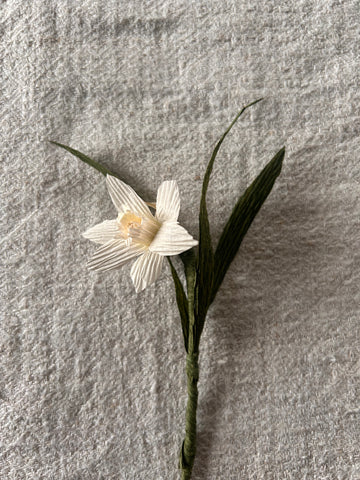 Miniature Paperwhite