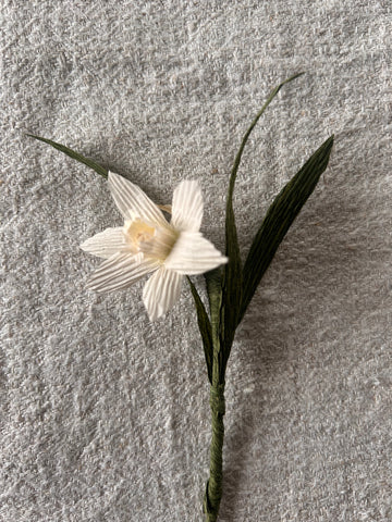 Miniature Paperwhite