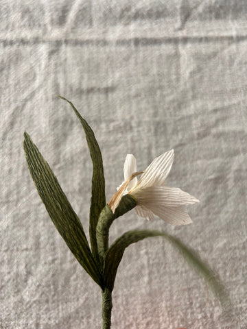 Miniature Paperwhite