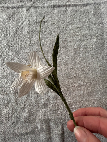 Miniature Paperwhite