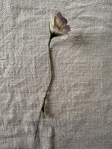 A Paper Pansy