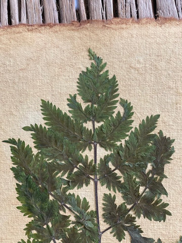 Fern Leaf