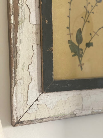 Framed Forget me Not