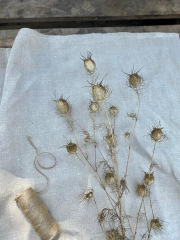 Nigella Seed Heads