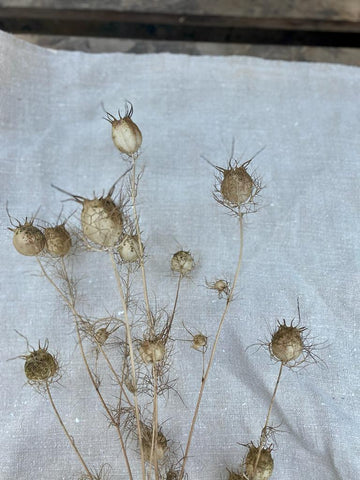 Nigella Seed Heads