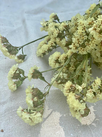 Lemon Yellow Limonium