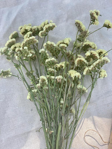 Lemon Yellow Limonium