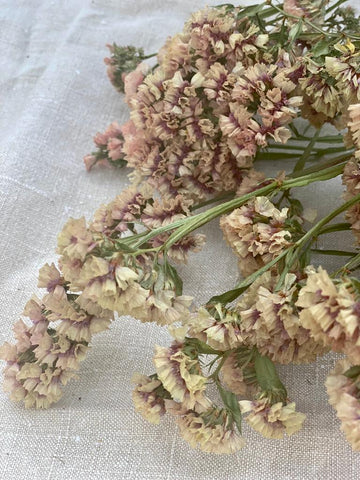 A Bunch of Mid Pink Limonium