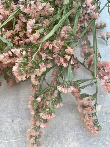 Rose Pink Limonium