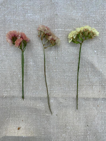 A Bunch of Mid Pink Limonium