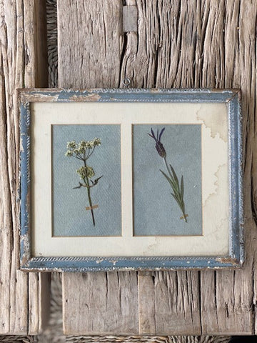 Framed Herbarium