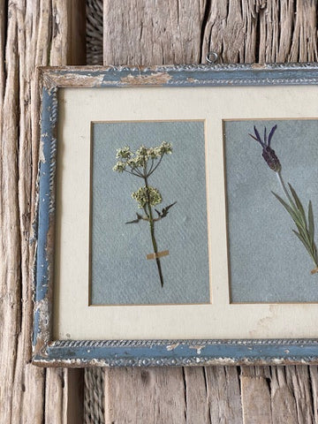 Framed Herbarium