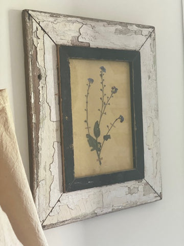 Framed Forget me Not