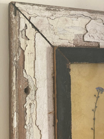 Framed Forget me Not