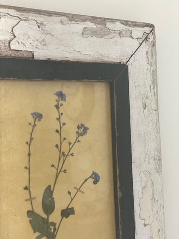 Framed Forget me Not