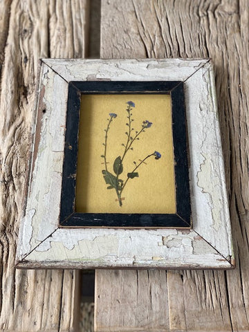 Framed Forget me Not