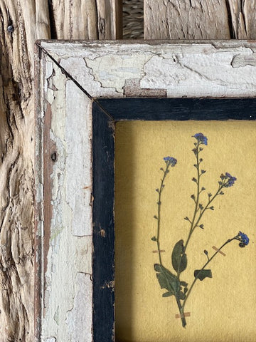Framed Forget me Not