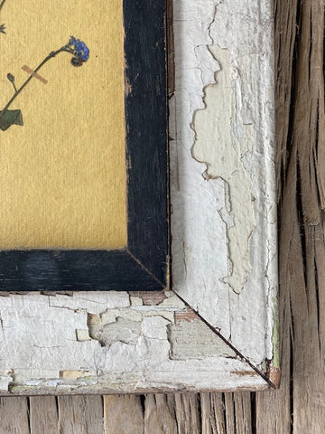 Framed Forget me Not