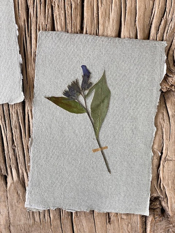 Small Pulmonaria