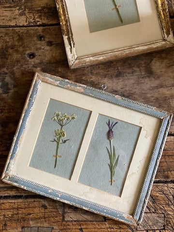 Framed Herbarium