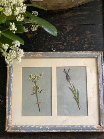 Framed Herbarium